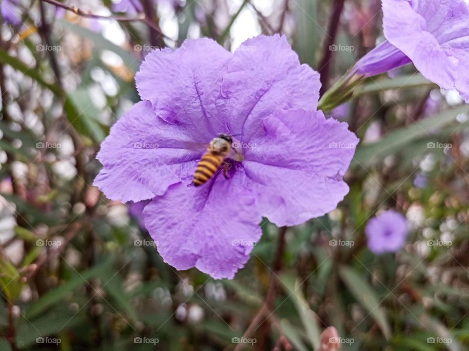 Close-up of a bee perched on a beautiful purple flower, against a backdrop of greenery and some other flowers out of focus