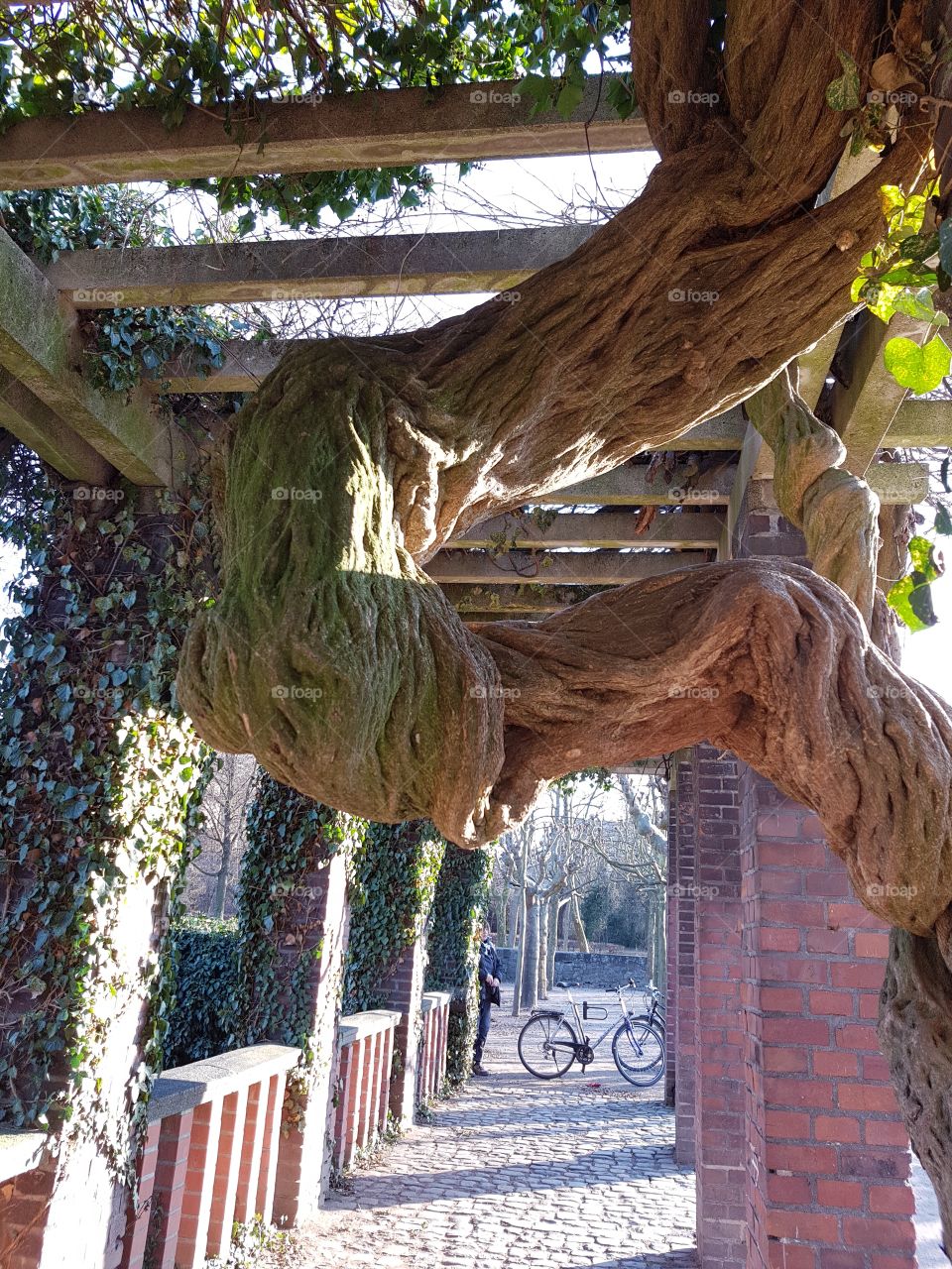 Baum Wunder