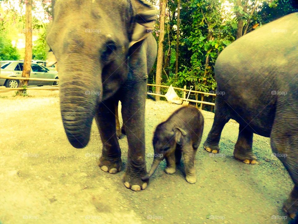 Elephants family safaris 
