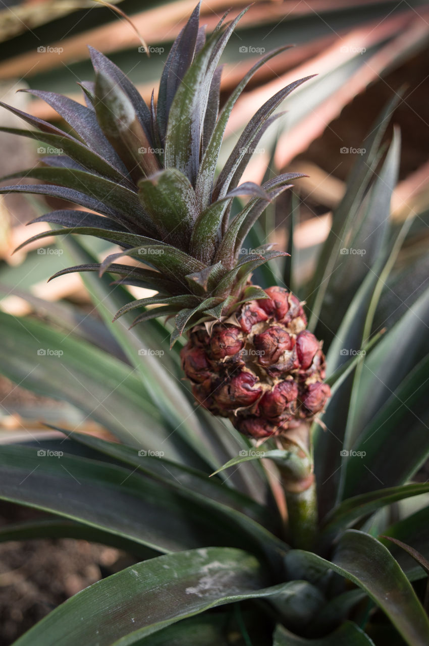 A pineapple growing in the botanical garden