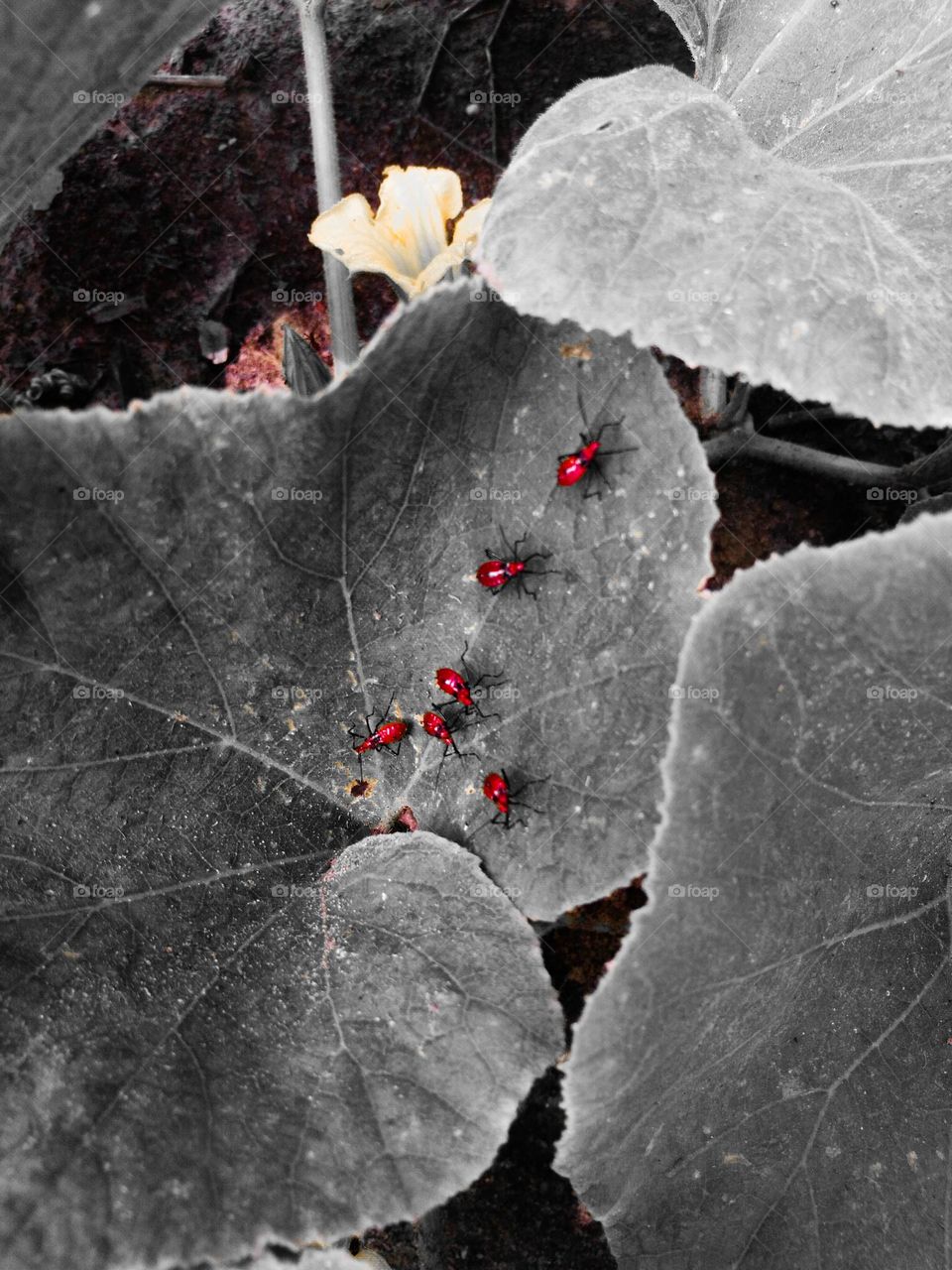 insects on leaf