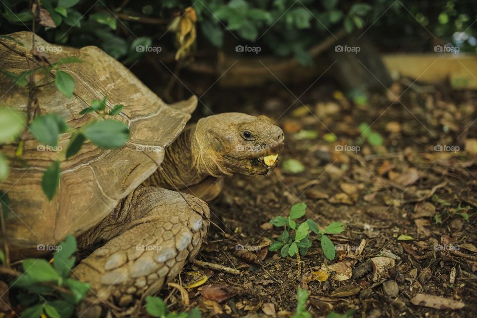 Tortoise