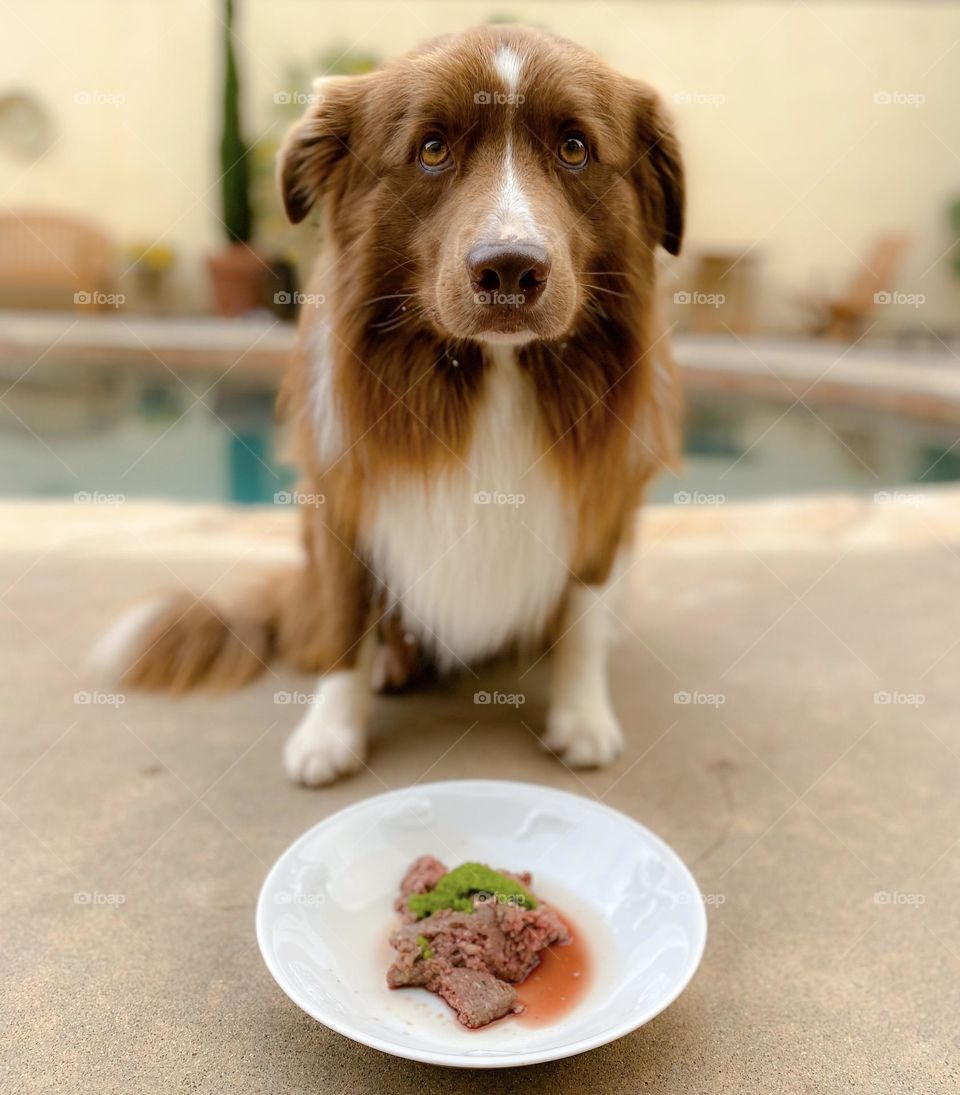 Border collie waiting patiently for his dinner