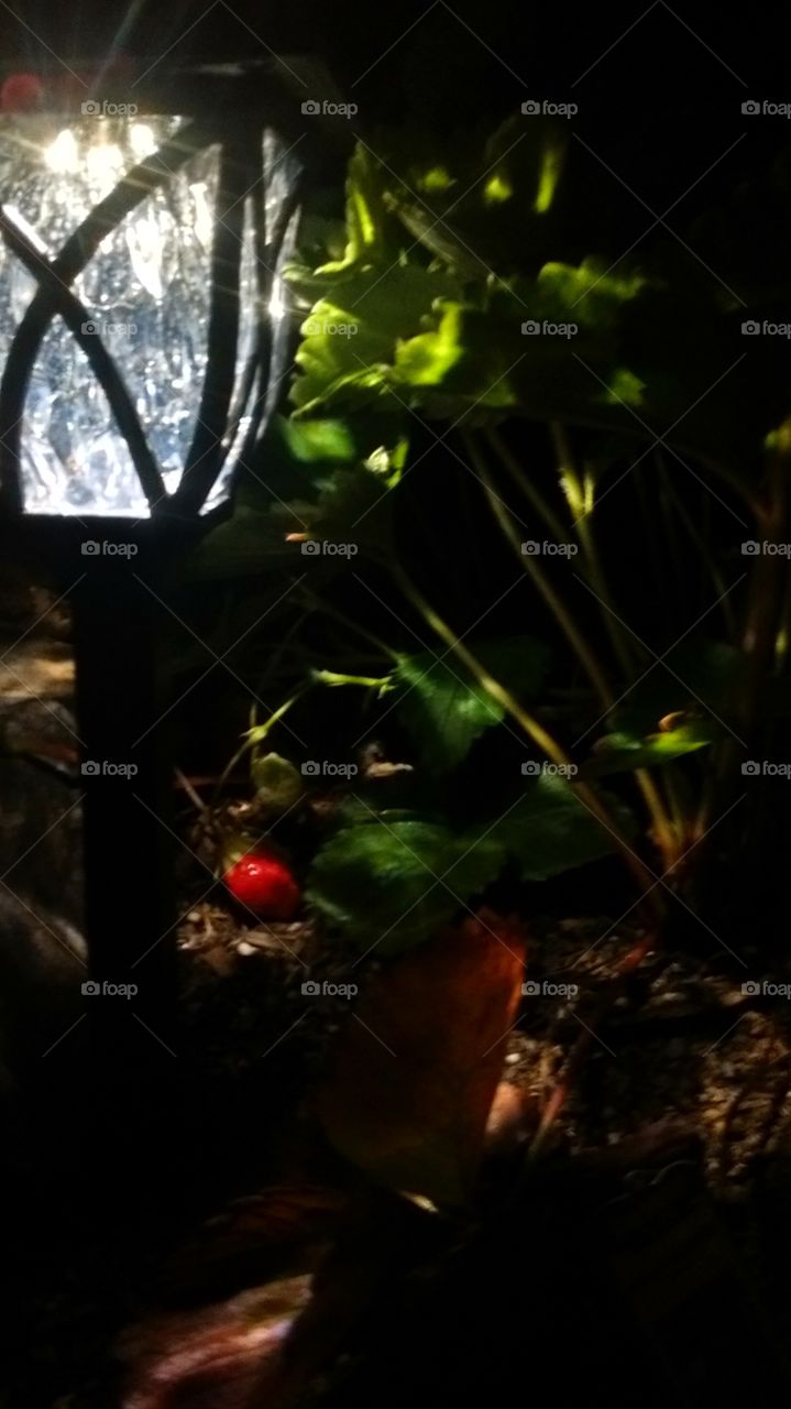 strawberry at night