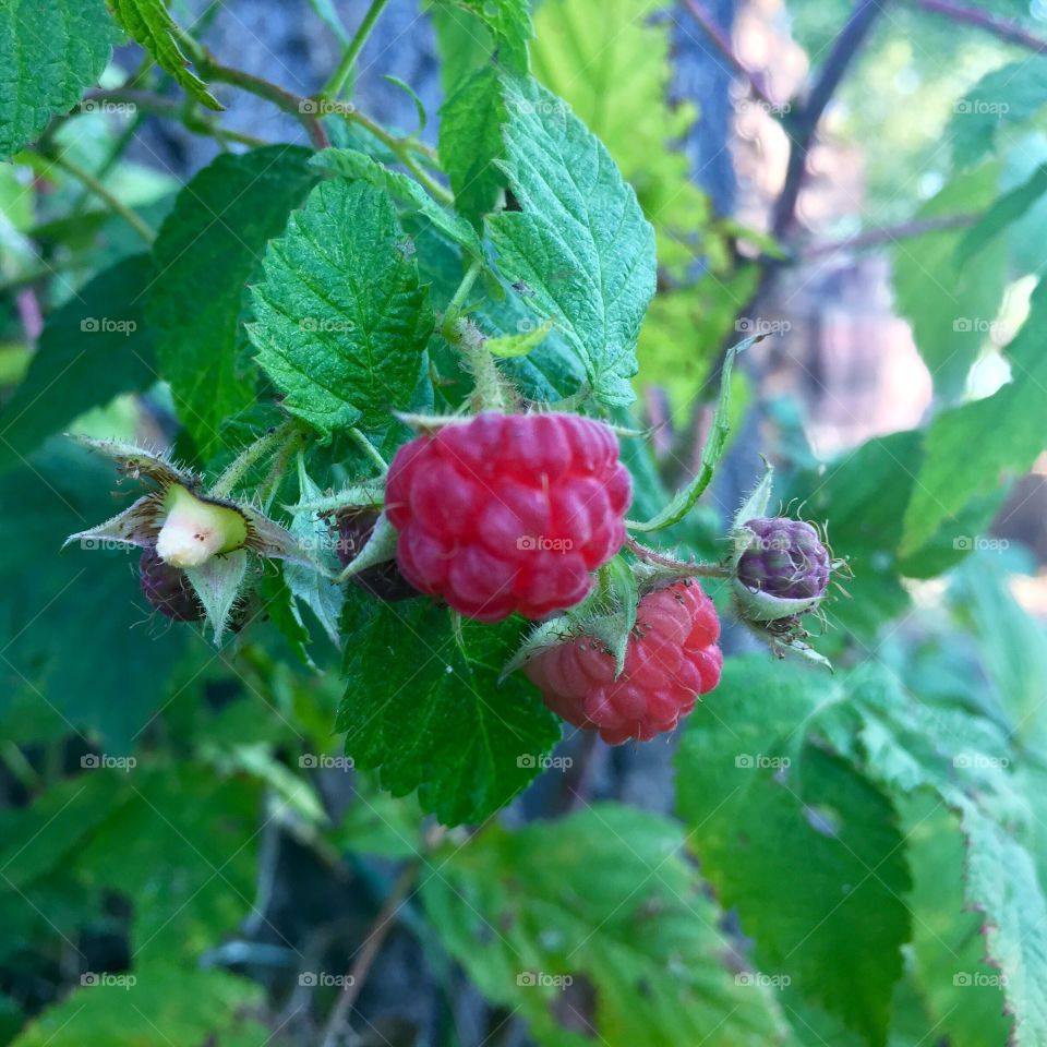 Raspberries 