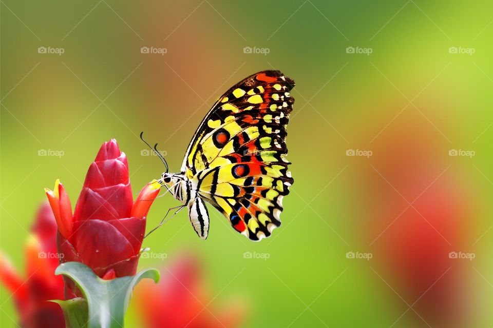Nature, No Person, Bright, Summer, Butterfly