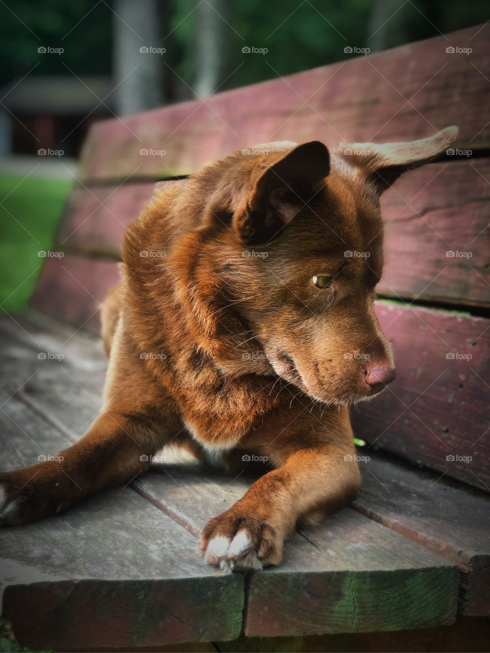 A dogs life in a day at the park.