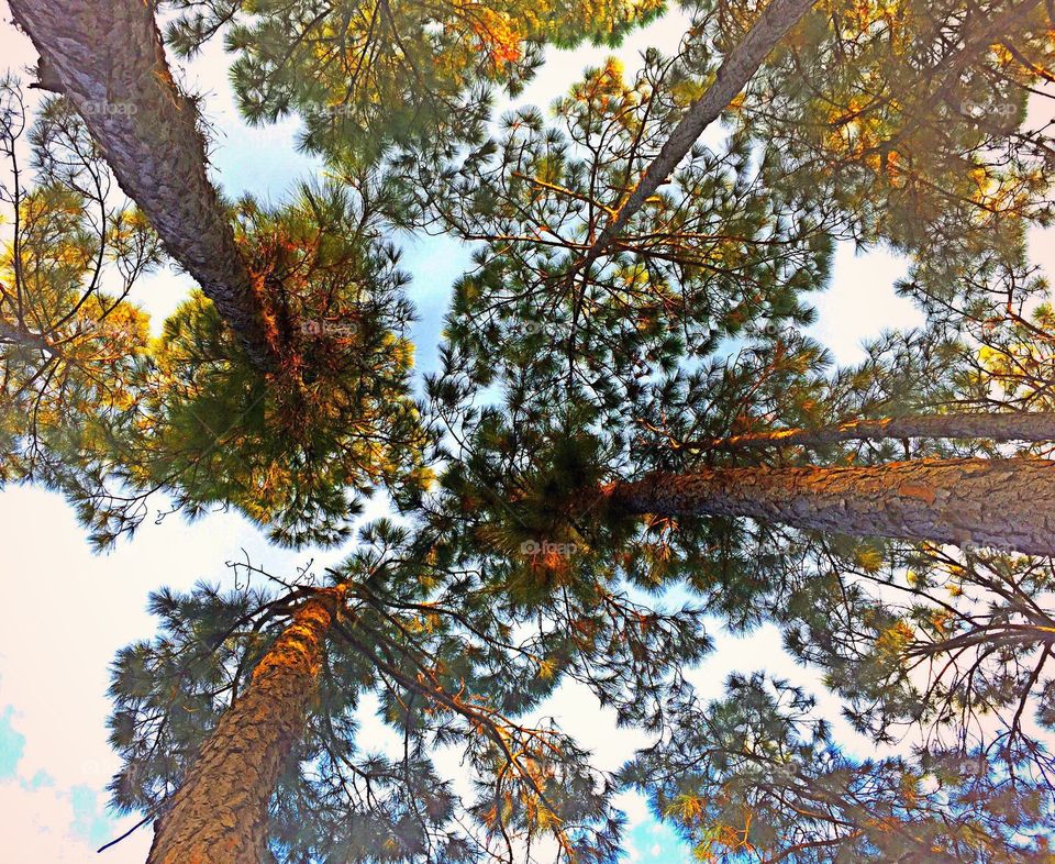 Forest canopy . Forest canopy 