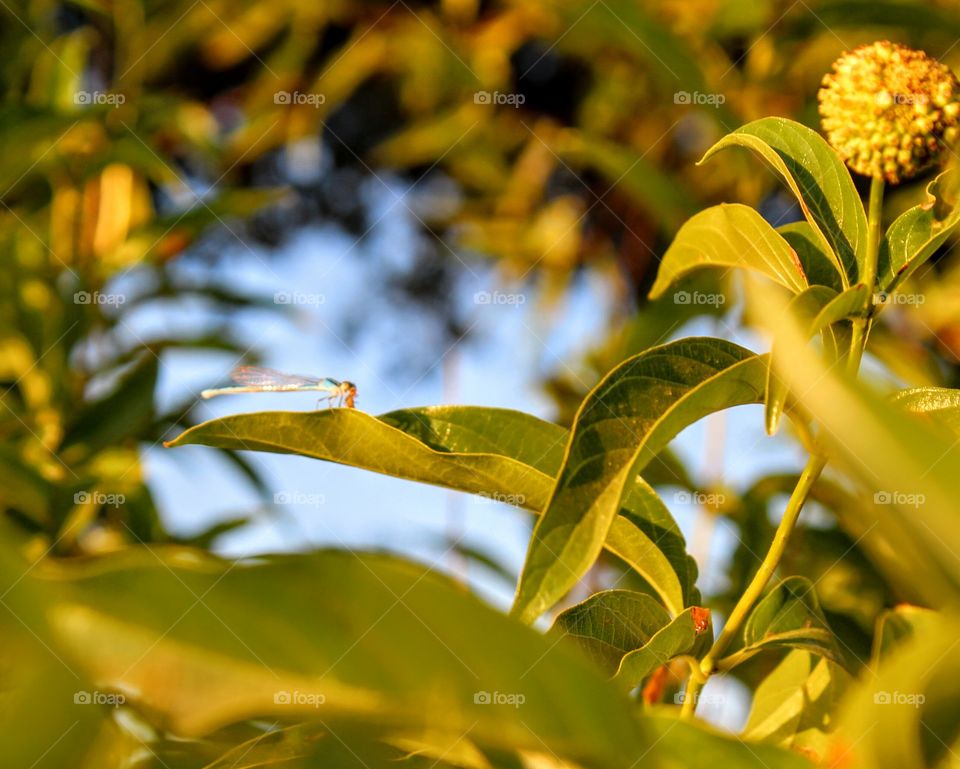 dragonfly leaf