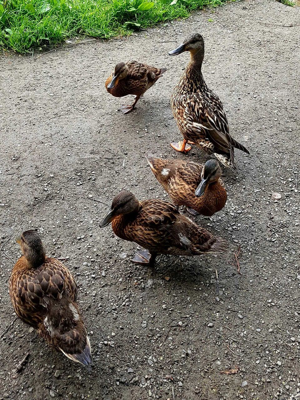 ducks from the summer