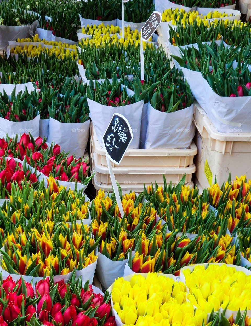 Tulips 