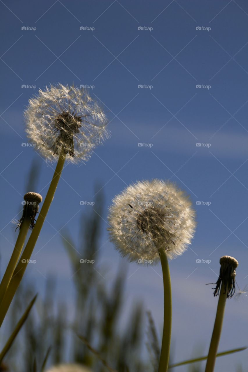 Dandelion against clear sky