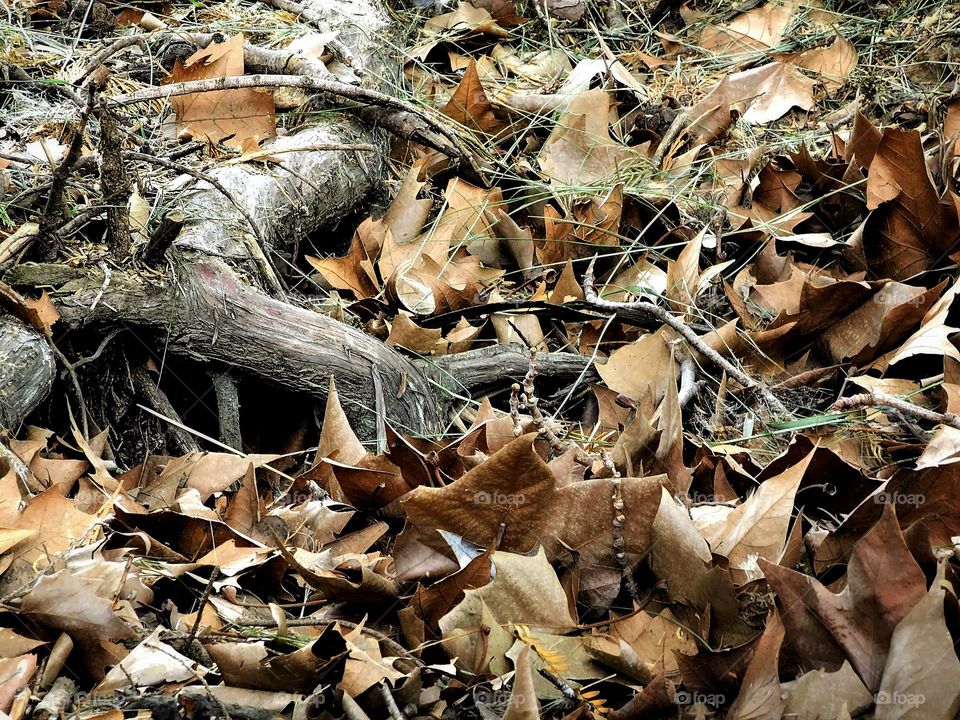 Fall season leaves. Brown, beige, leaves on the ground with tree root.