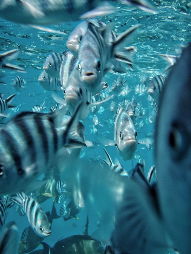 fish