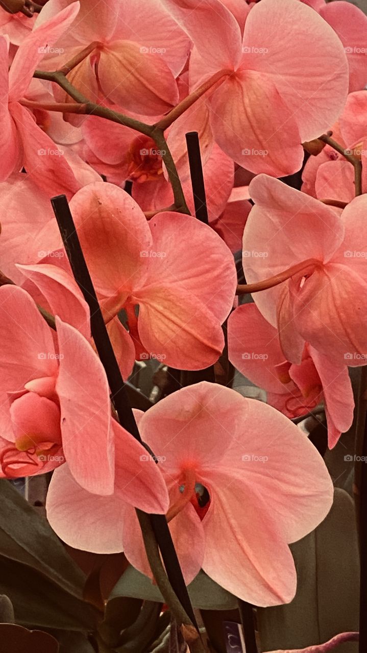 Orchids 