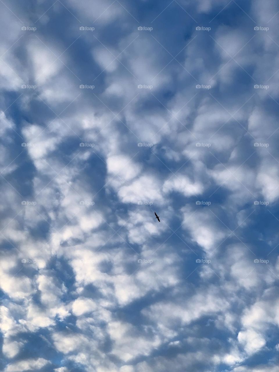 The clouds and the bird flying 