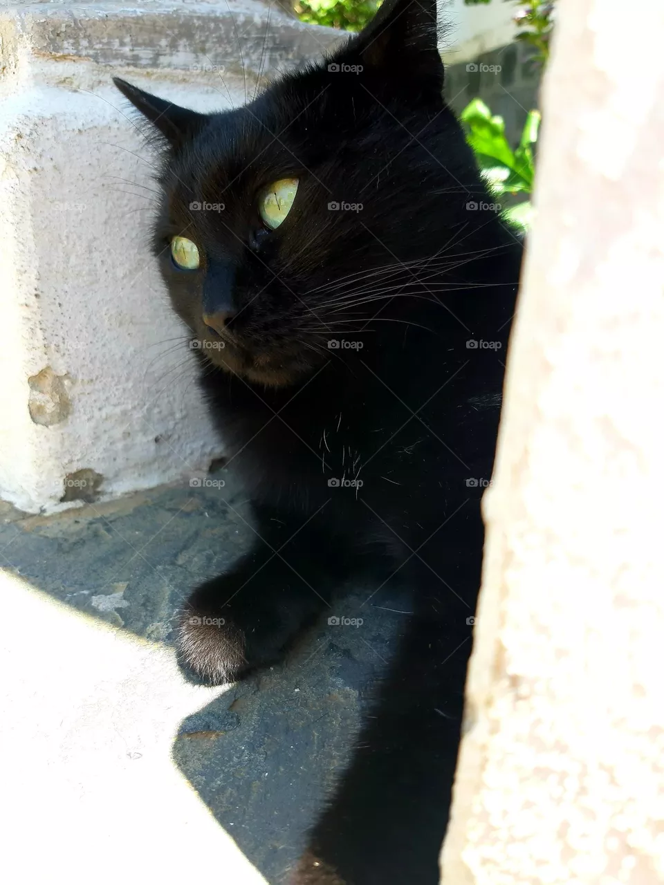 black cat