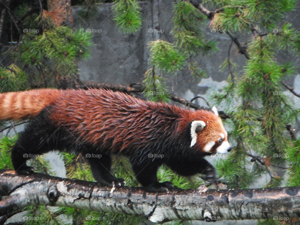 Red panda runs across a fallen tree branch
Calgary Zoo
Calgary, AB, Canada