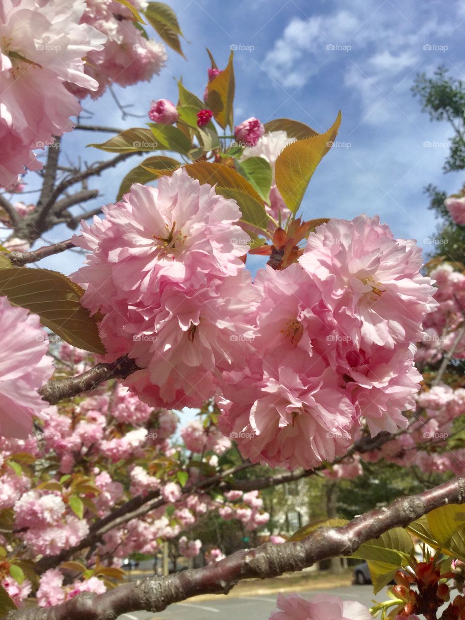 Close up cherry flowers 