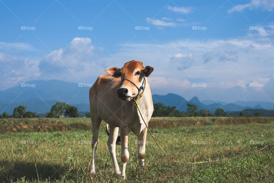 A cattle in a rural farm with mountains view on a background and clear and bright blue sky