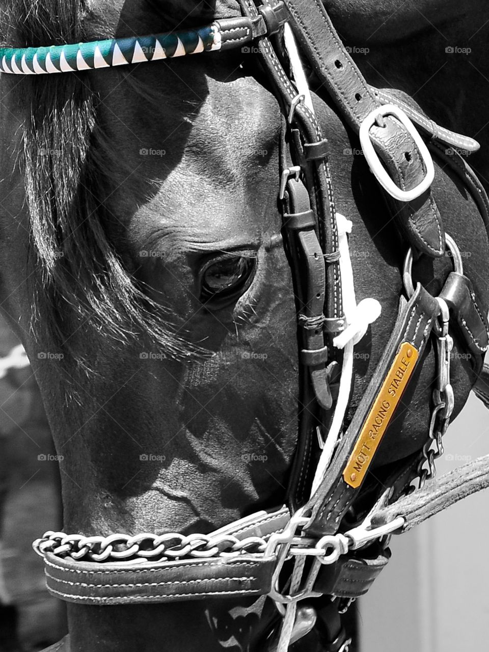 Bill Mott Thoroughbred. An extreme closeup of a Bill Mott runner with his bridle, bit and other racing gear heading towards the Saratoga paddock