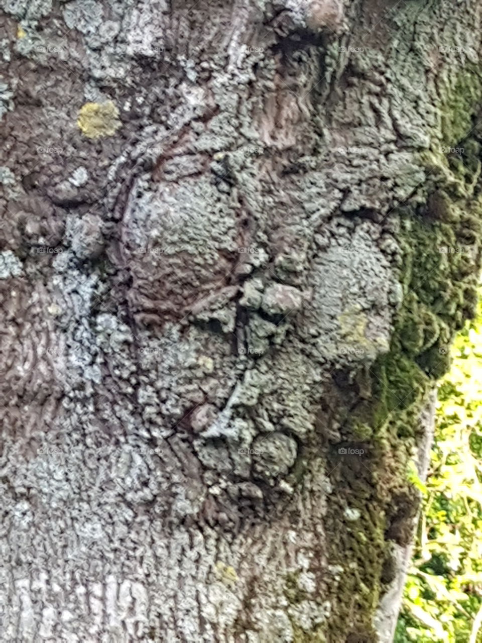expressive tree like a face