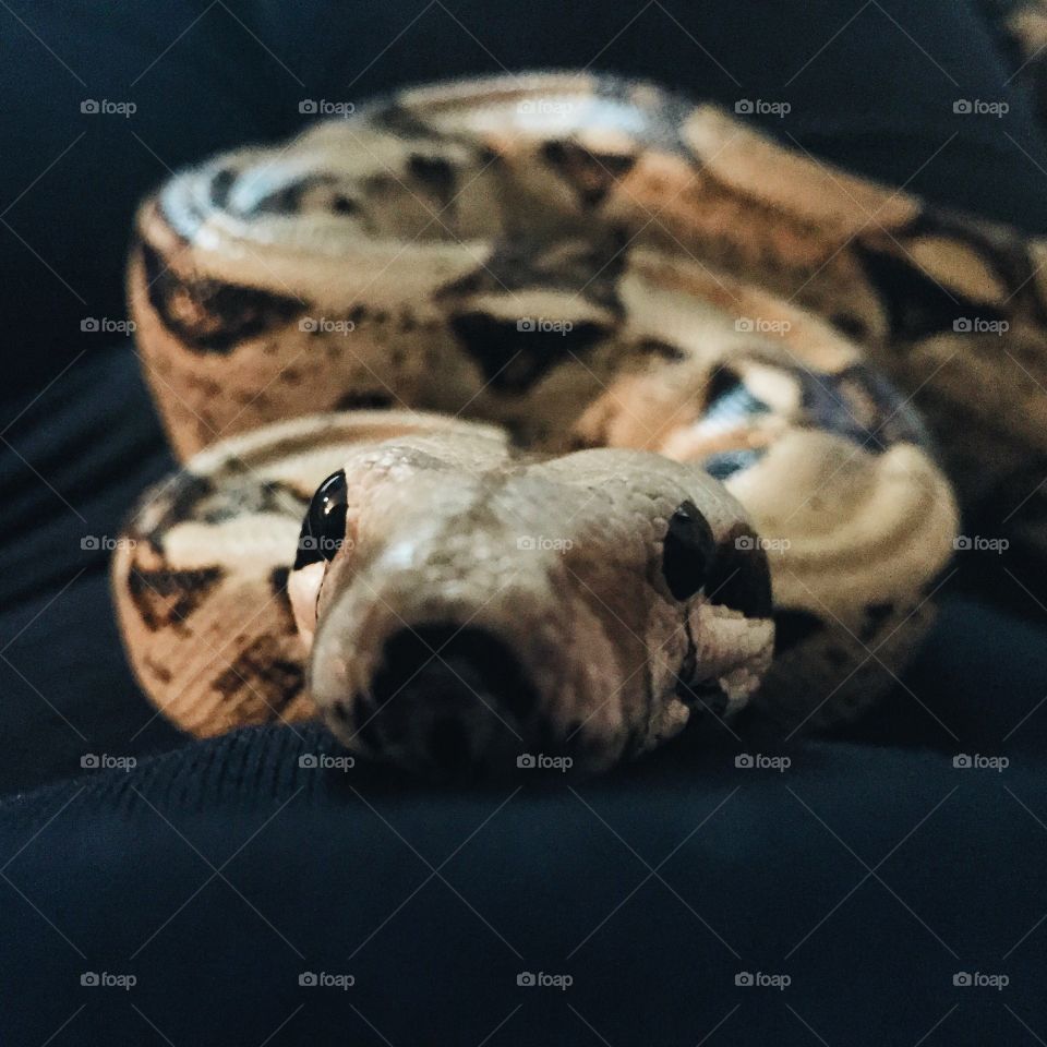 Red Tail Boa