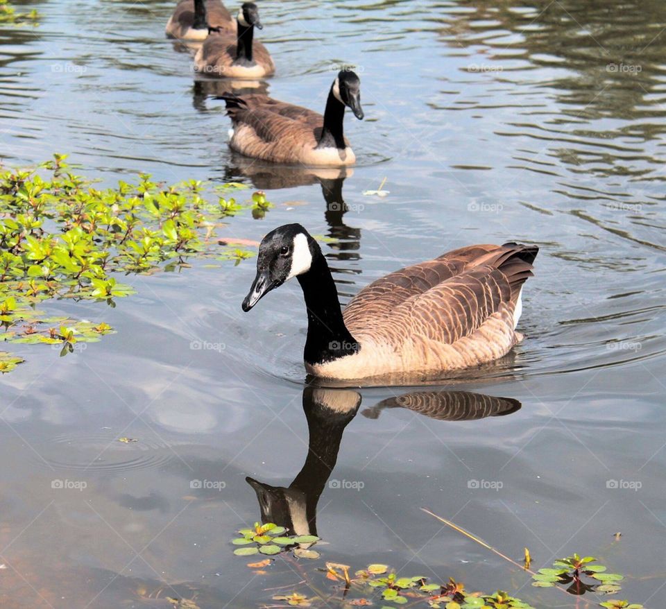 Canadian geese swimming in water