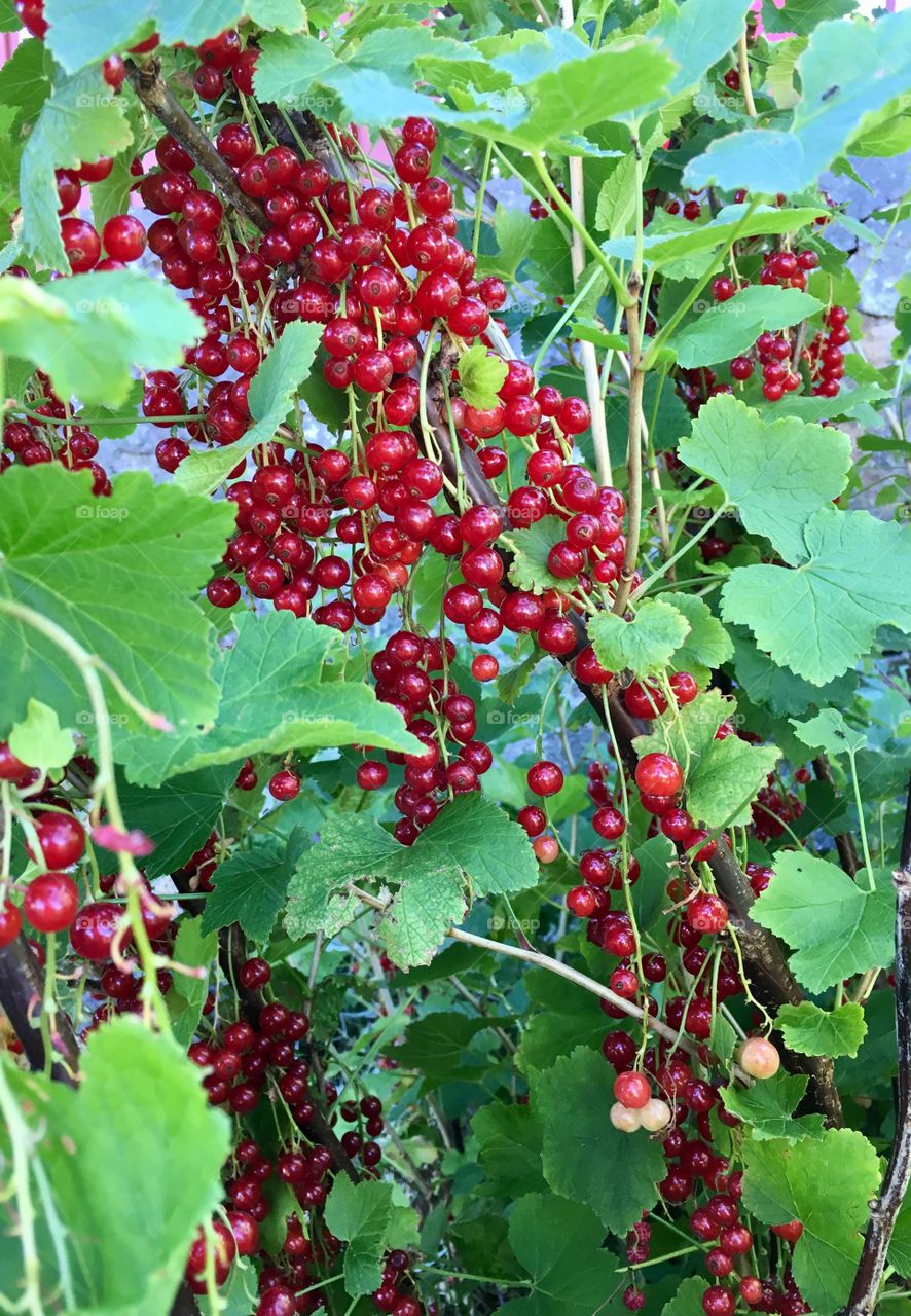 redcurrants