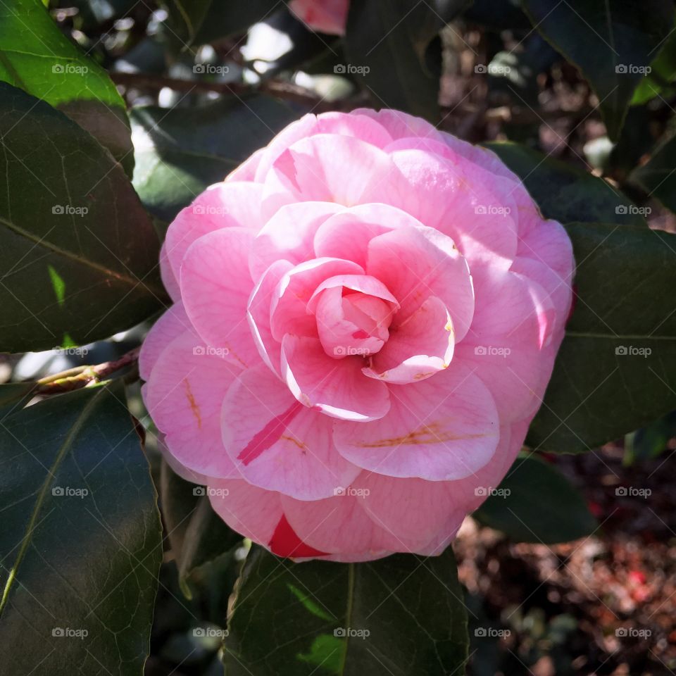 Cameilla in bloom