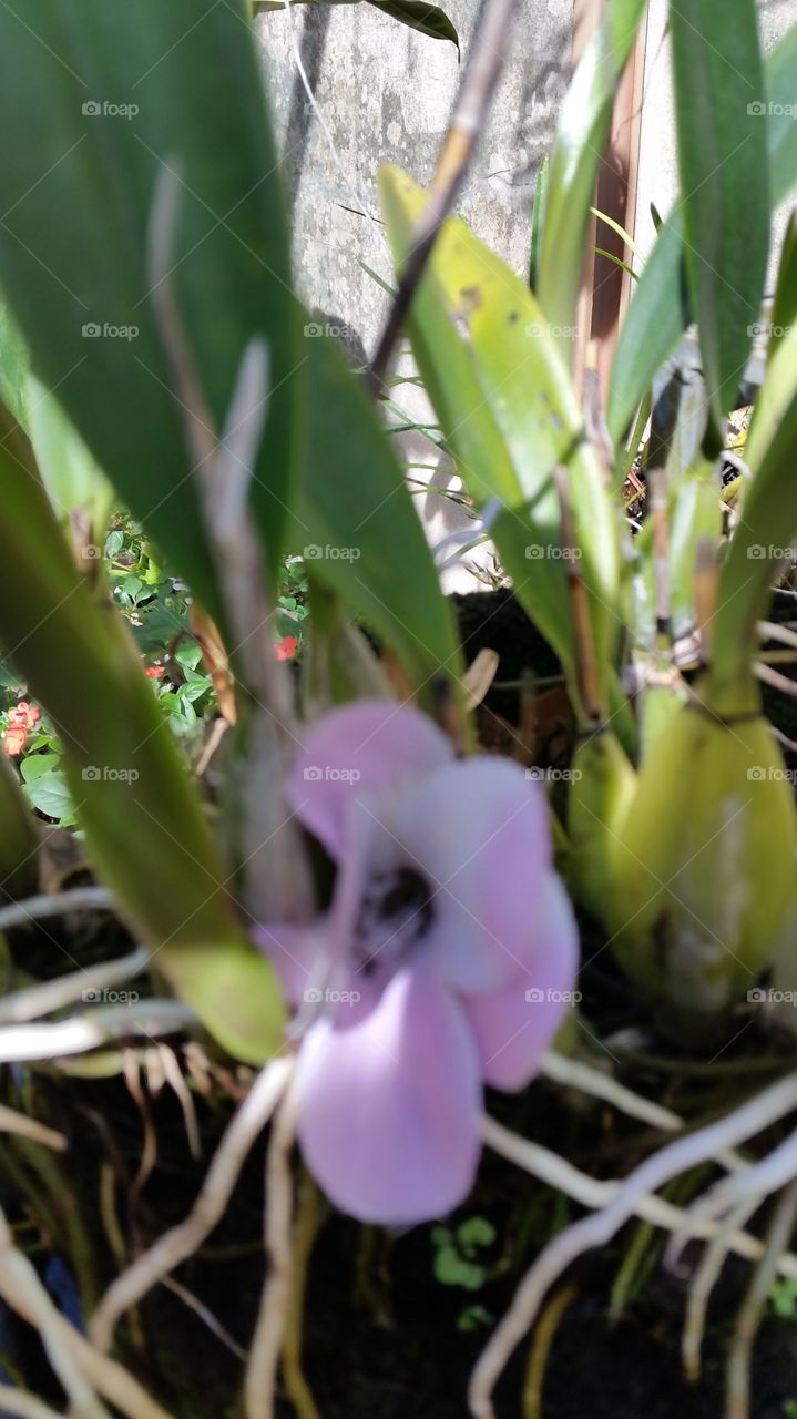 orquídea