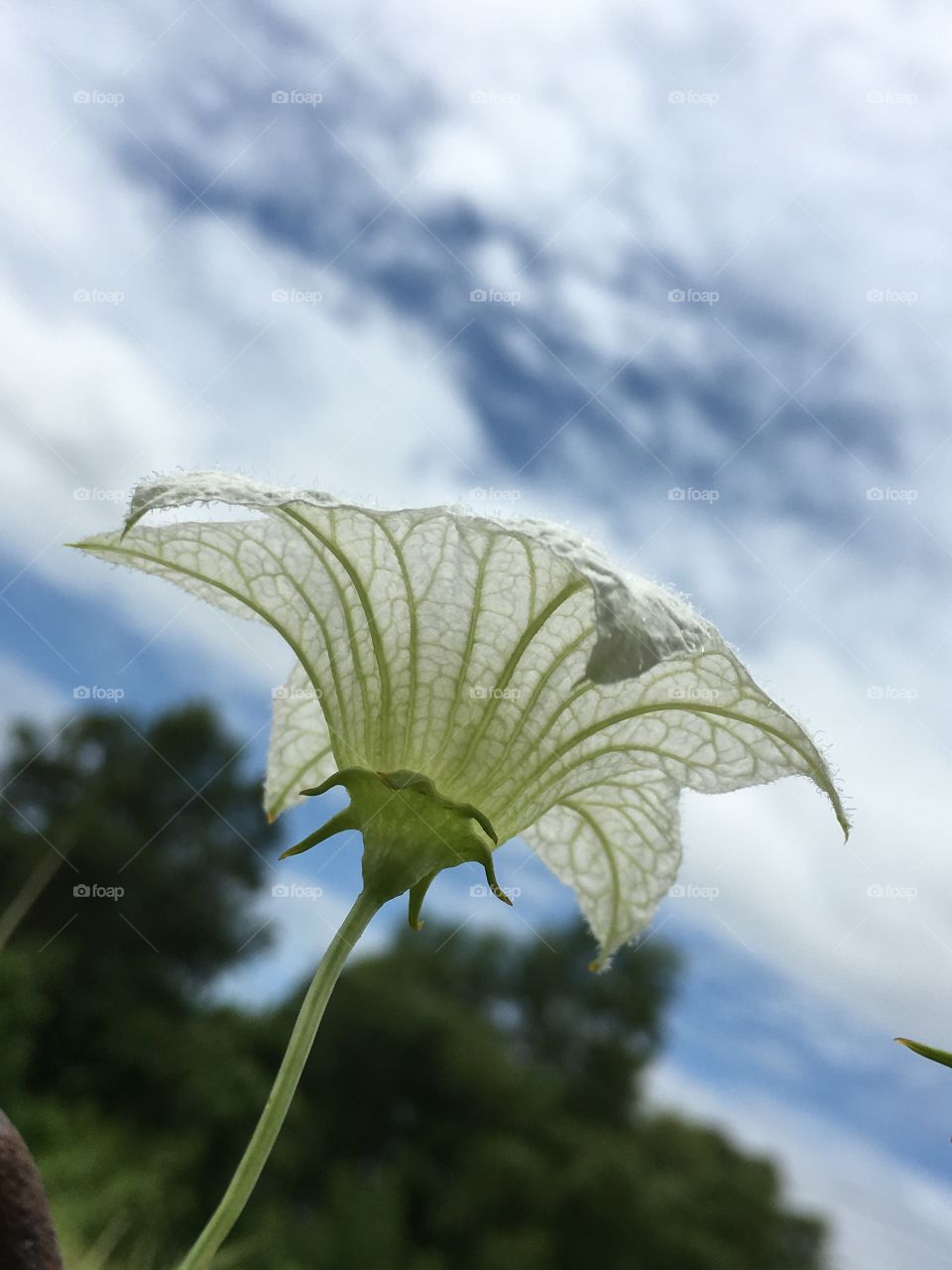 White flower against blue sky