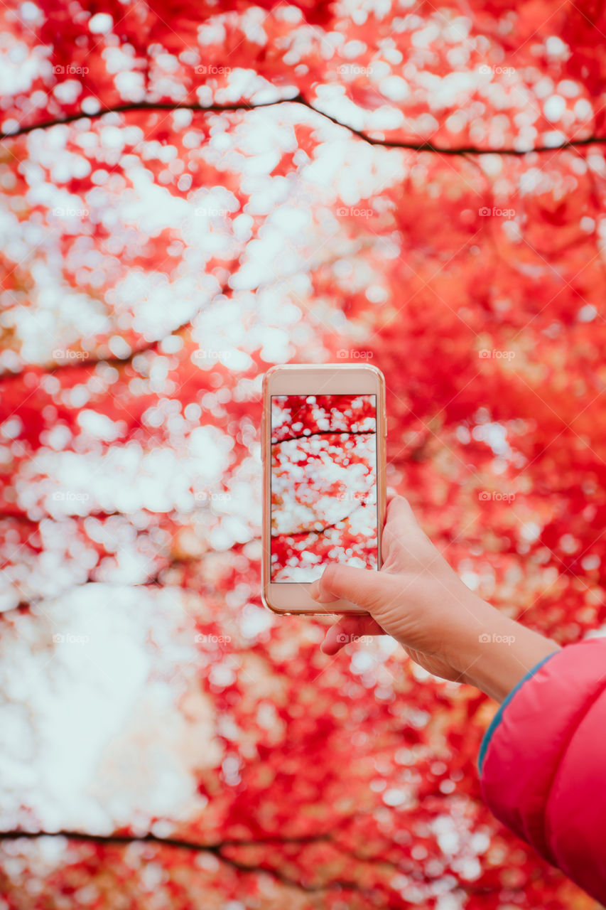 A person photographing tree