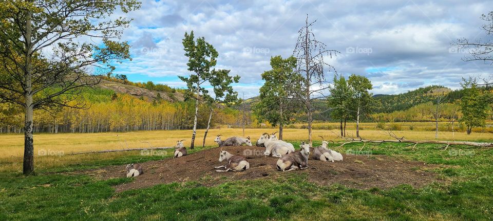 Sheep family relaxing in the sunshine