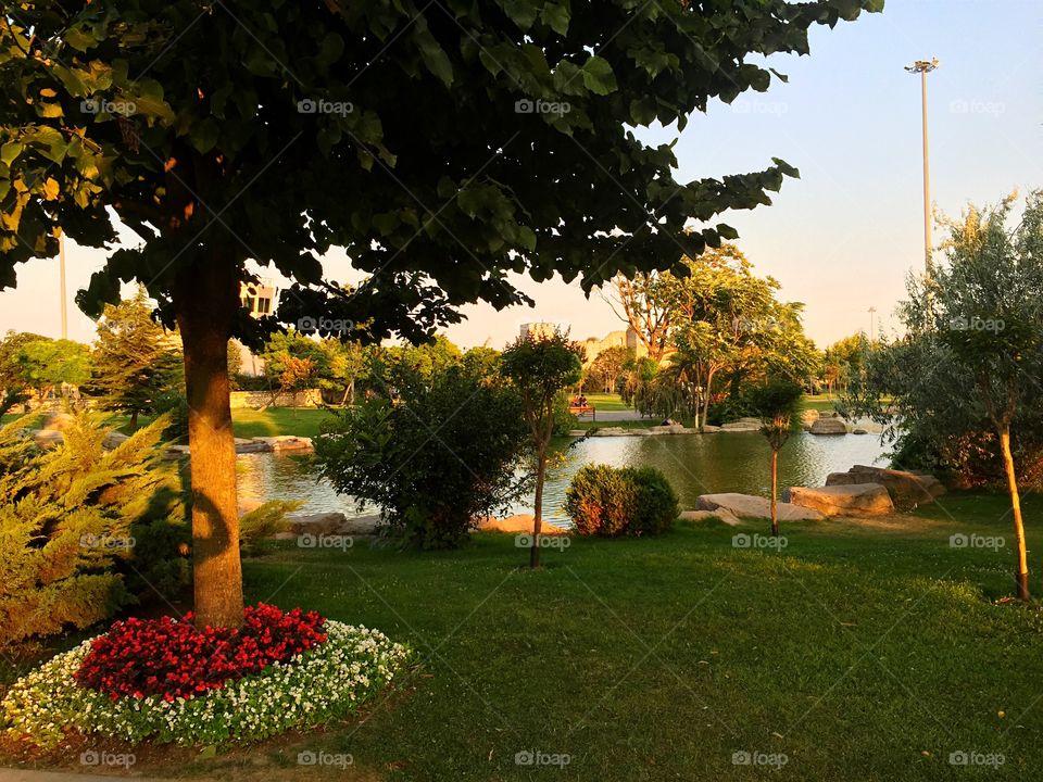 Tree, No Person, Garden, Fall, Flower