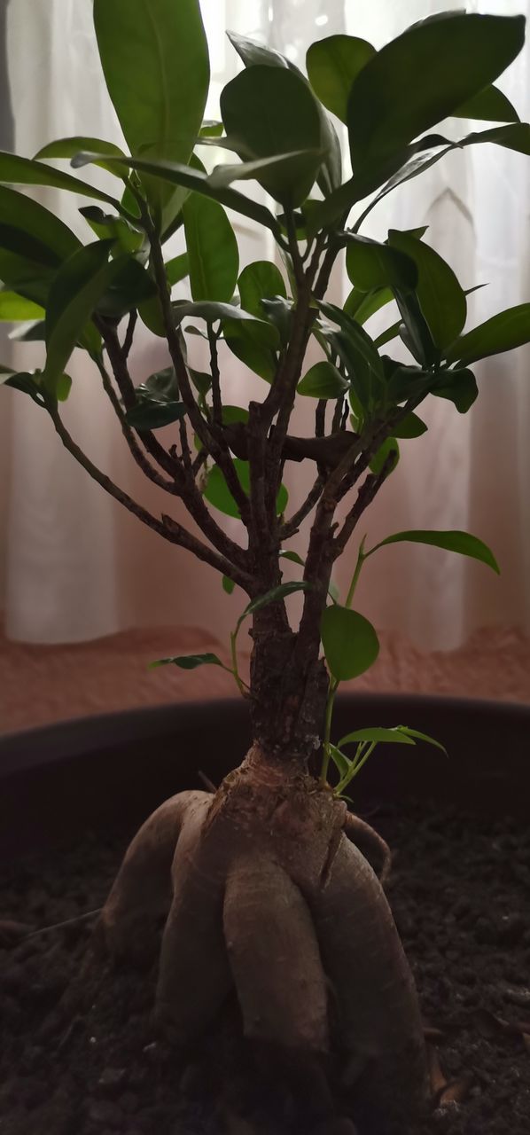 Bonsai