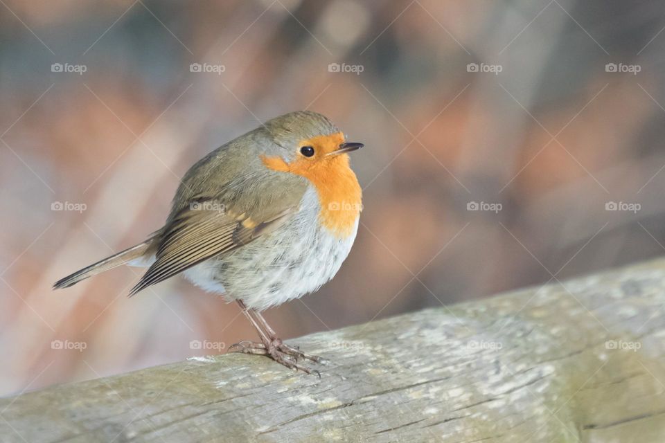 Closeup of one beautiful robin bird