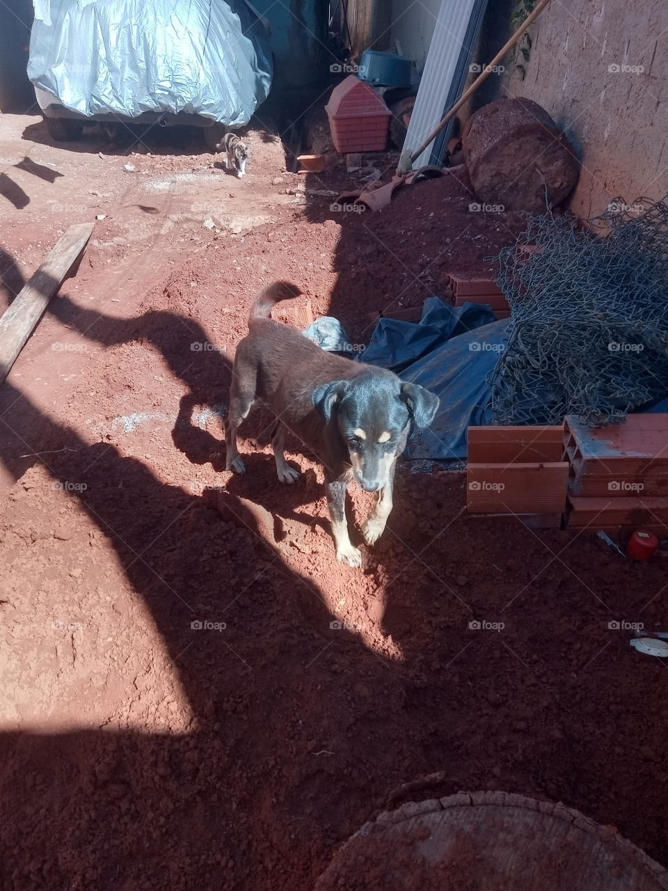 Cachorrinha, procurando um cantinho quentinho.