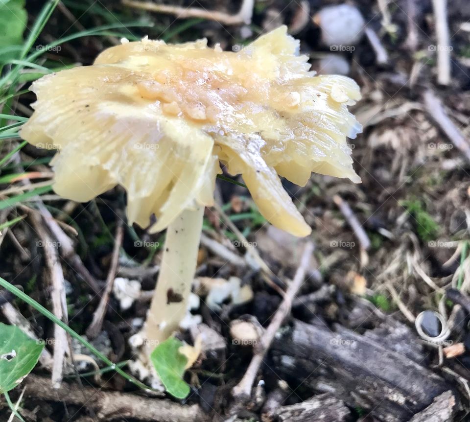 Fungus