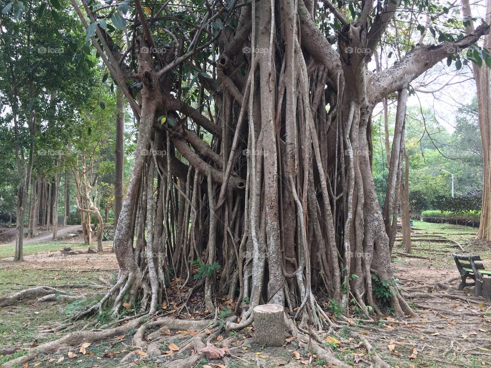 The root tree 