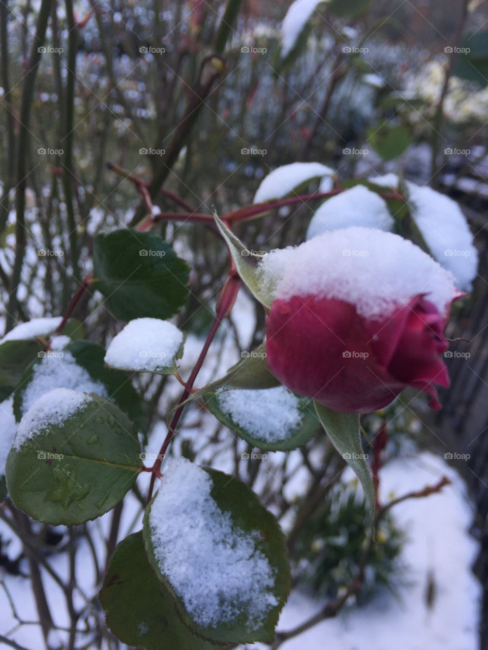 Snow on Rose 