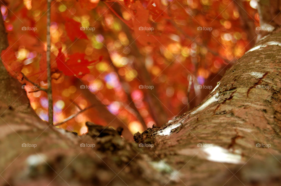 Trees, leaves, and chilly air 