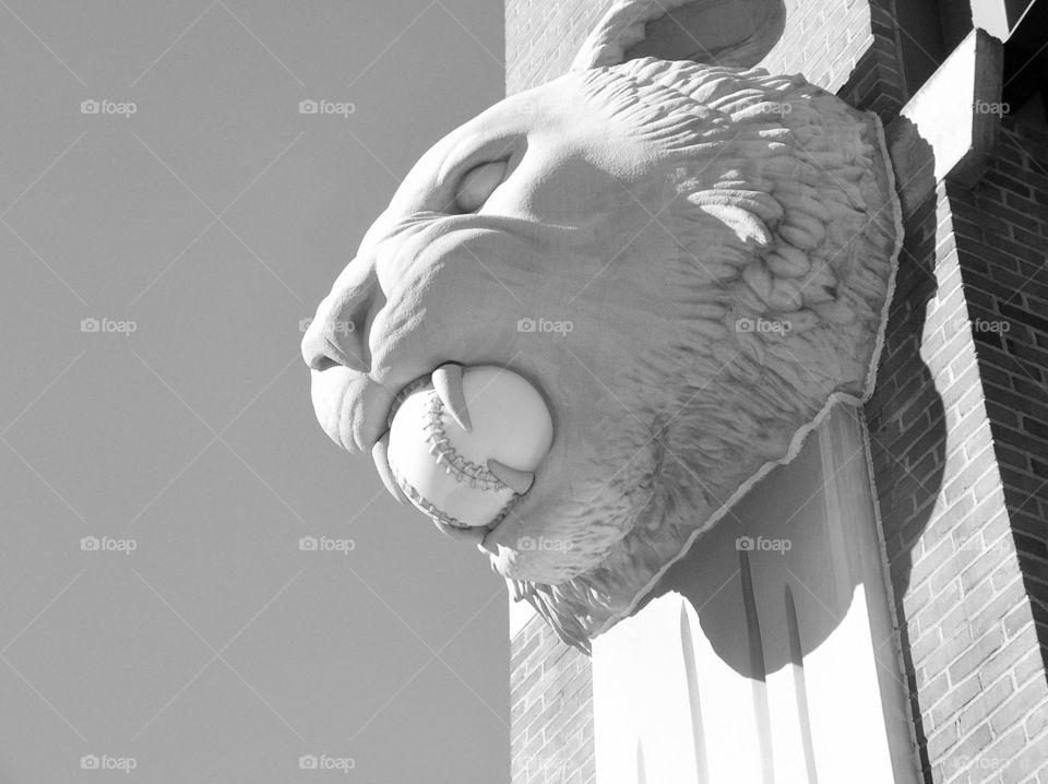 Tiger Stadium. Photo taken in Detroit of tiger with baseball in mouth.