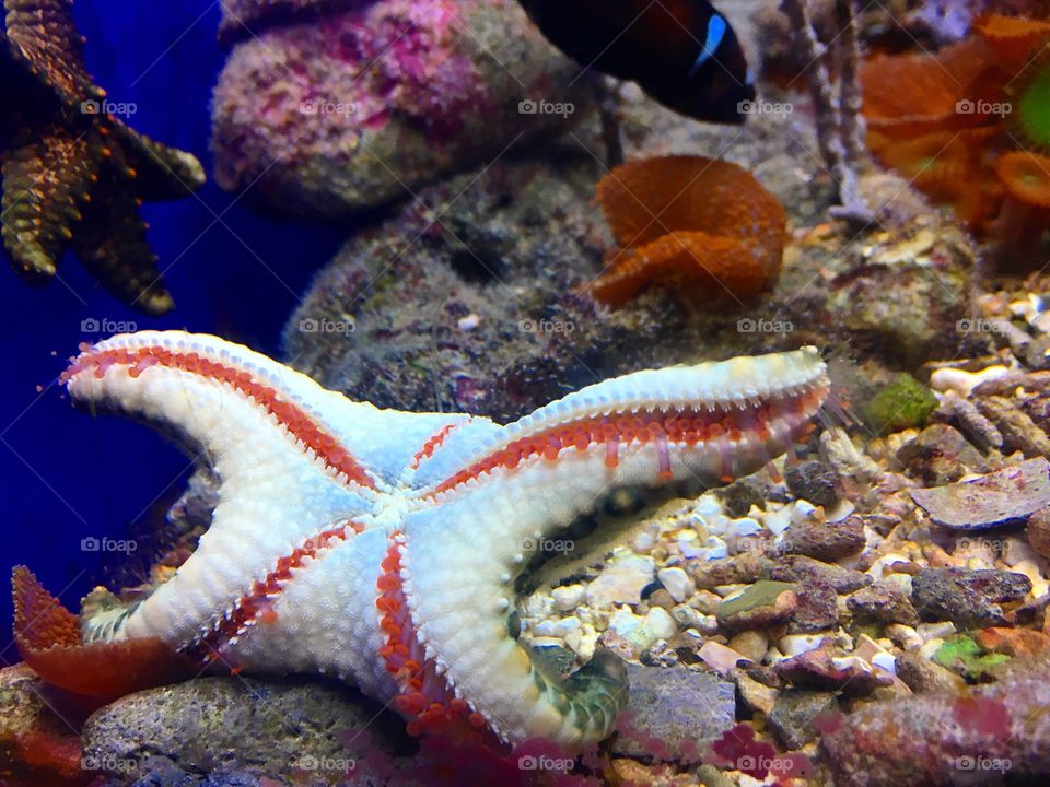 Star fish 