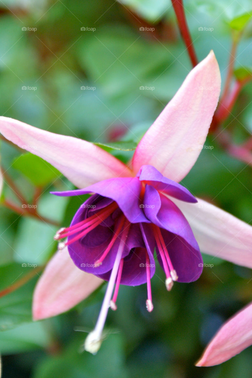 charmonix pink charmonix. flower. purple. by snutten