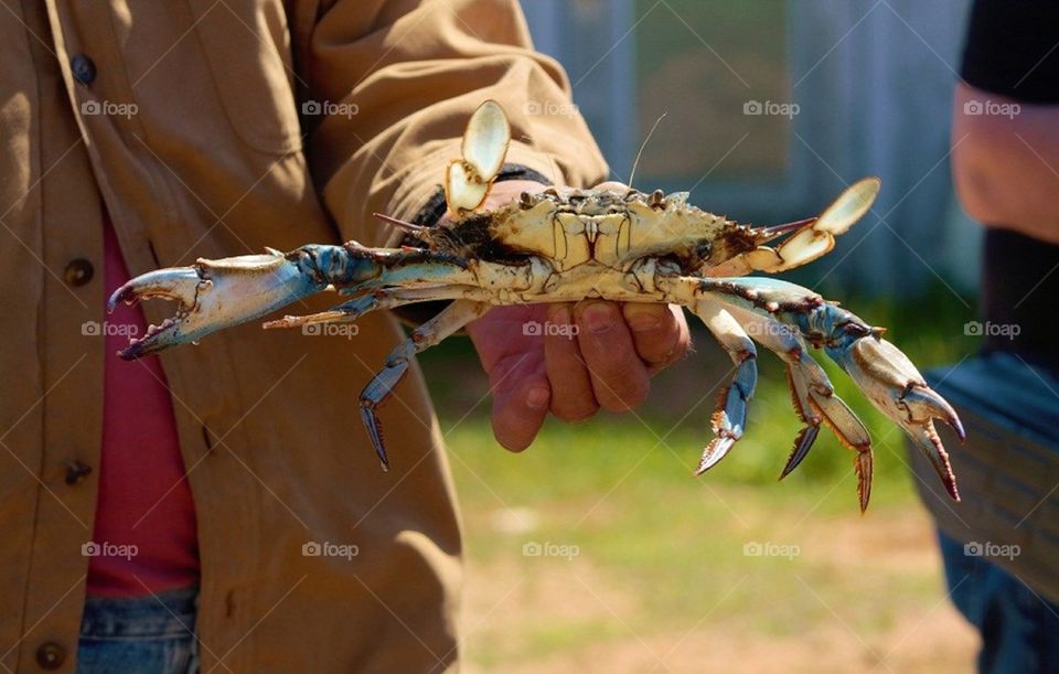 Midsection of a person holding crab