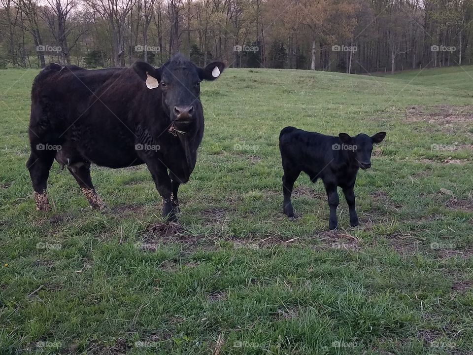 spring calves