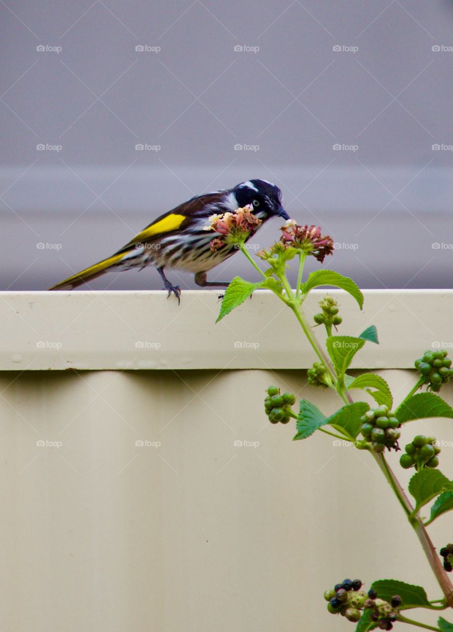 Australian white cheeked Honeyeater Bird perched on fence and eating nectar from  flower