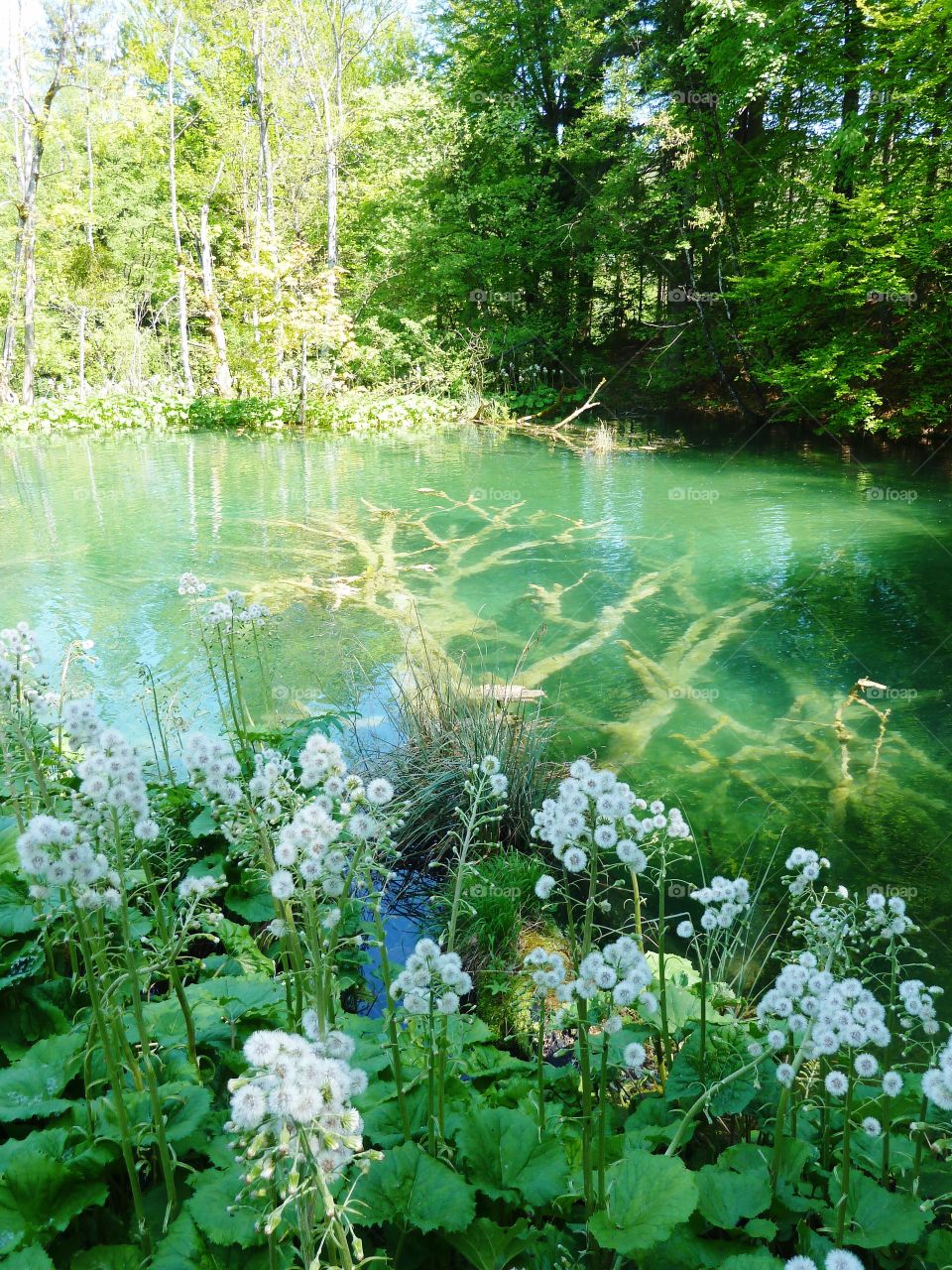 Under water flowers 