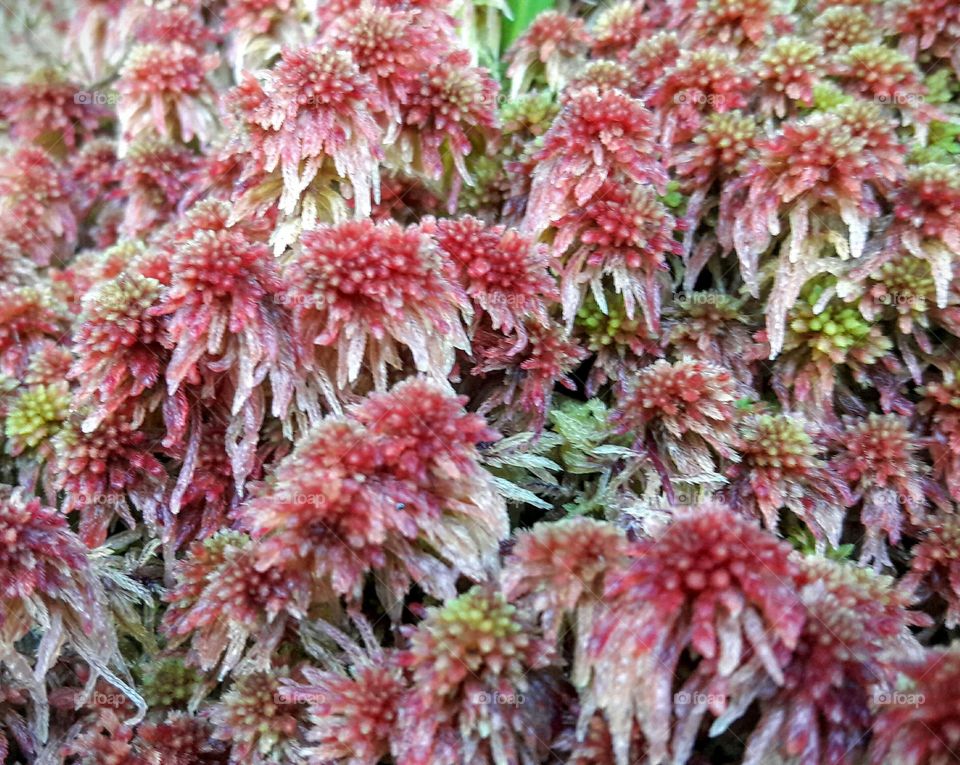 Sphagnum